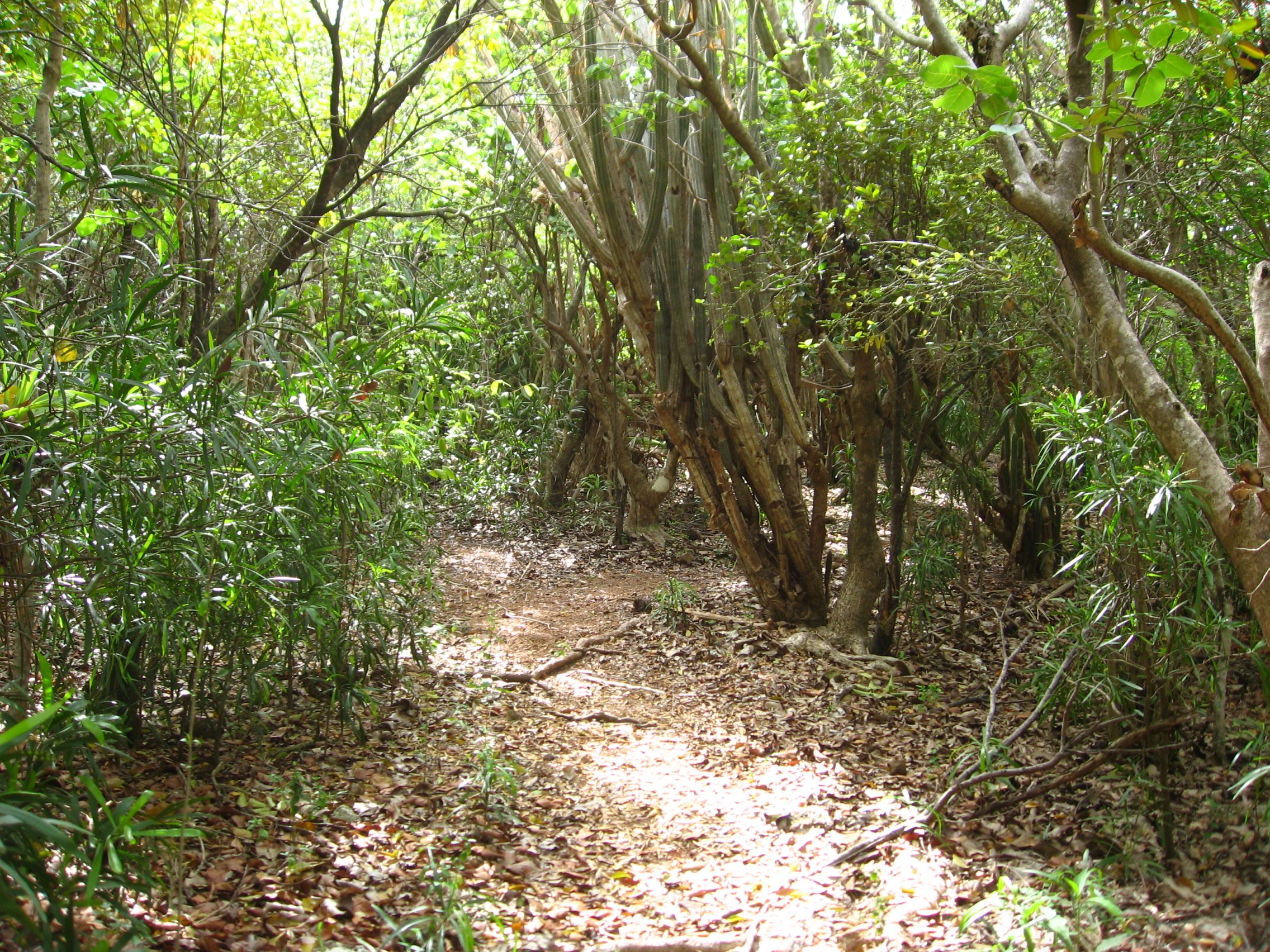 Antigua Hike Trails