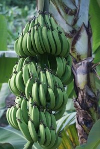 Figs (Bananas)